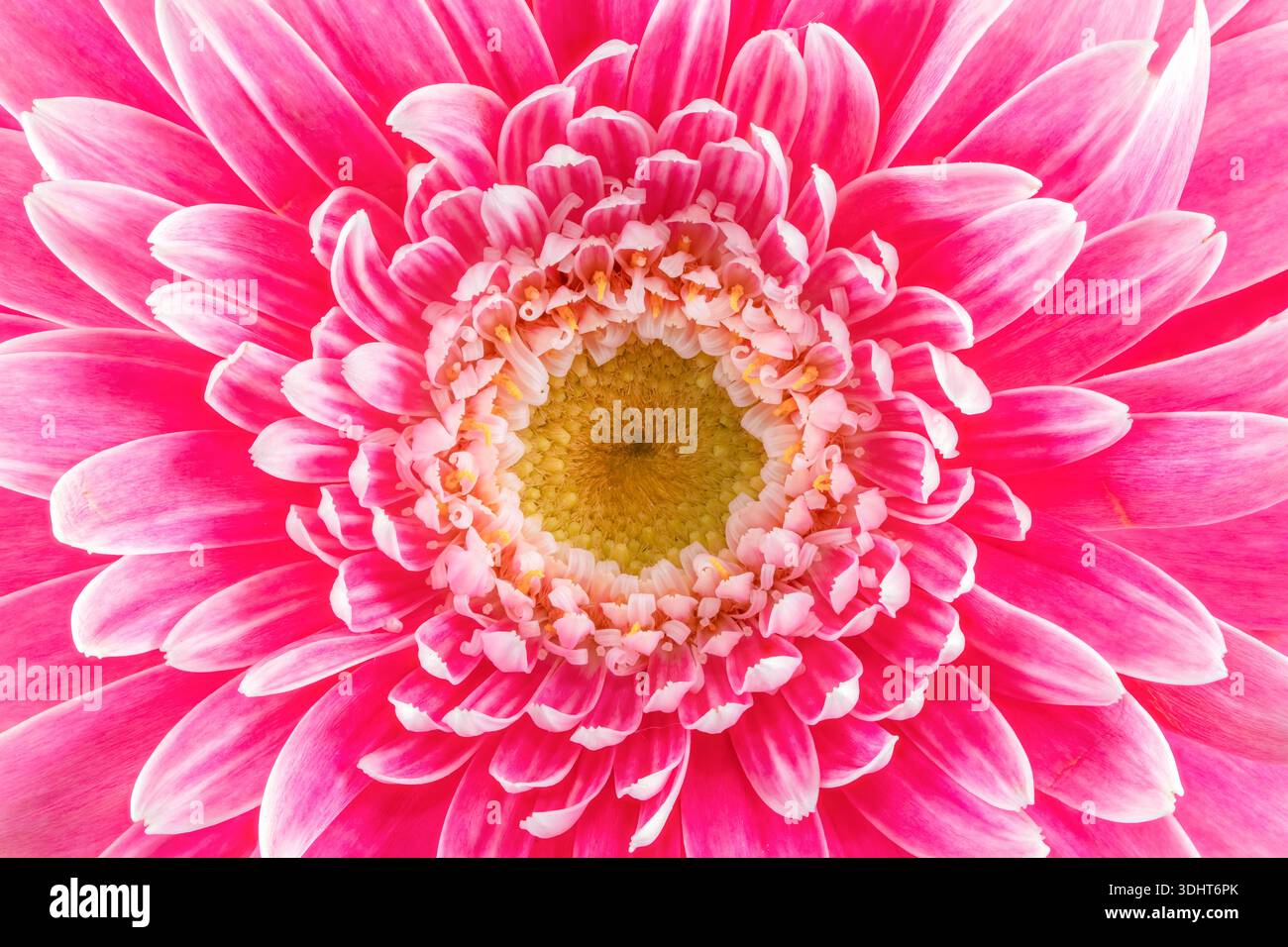 Gros plan du centre d'une fleur de Gerbera rose et blanche Banque D'Images