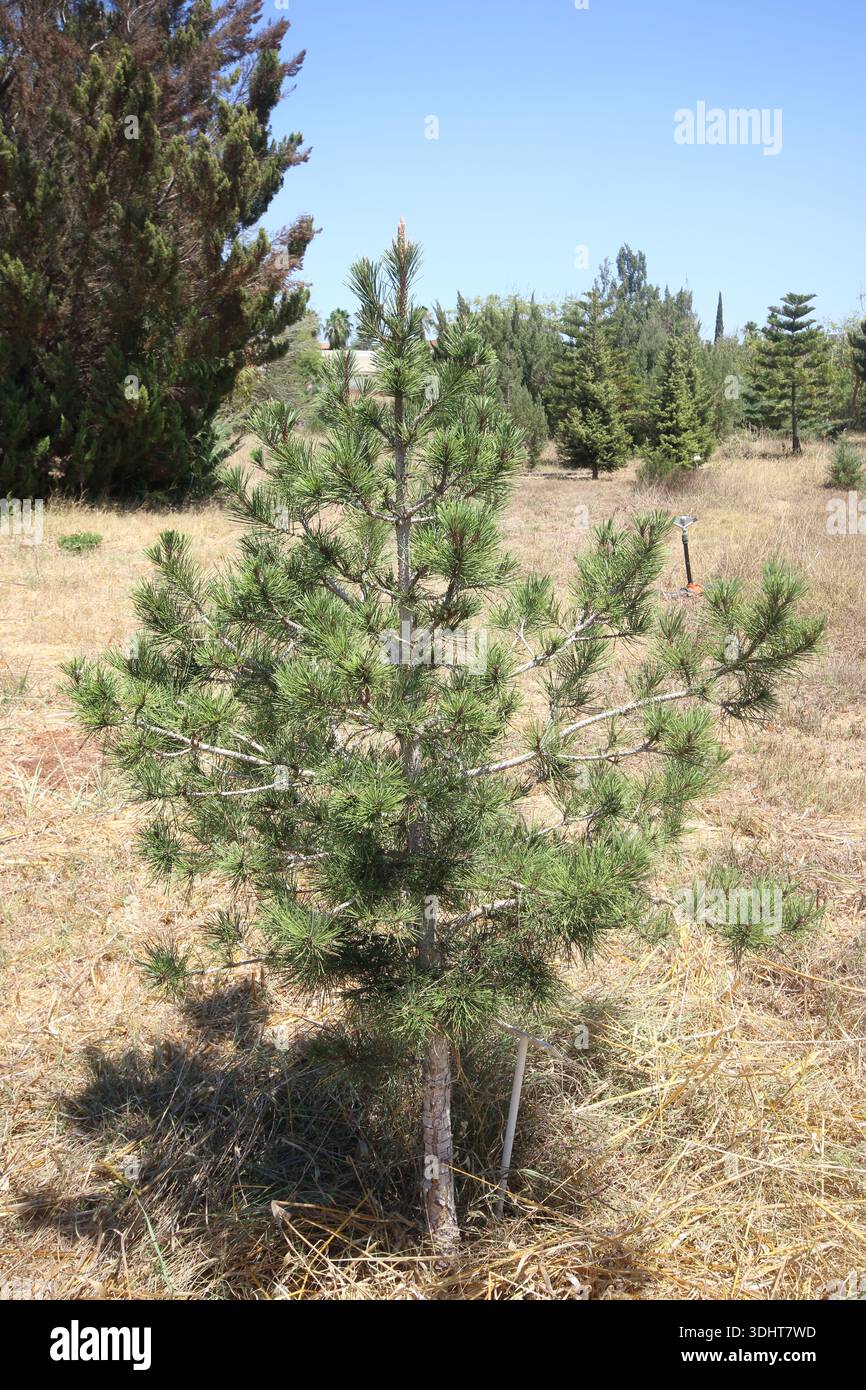 Pinus nigra subsp. arbre pallasiana dans un parc Banque D'Images