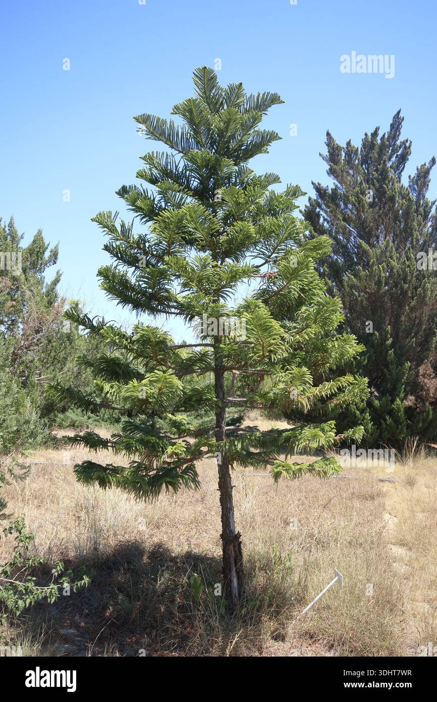 Araucaria heterophylla est une espèce de conifères. Banque D'Images