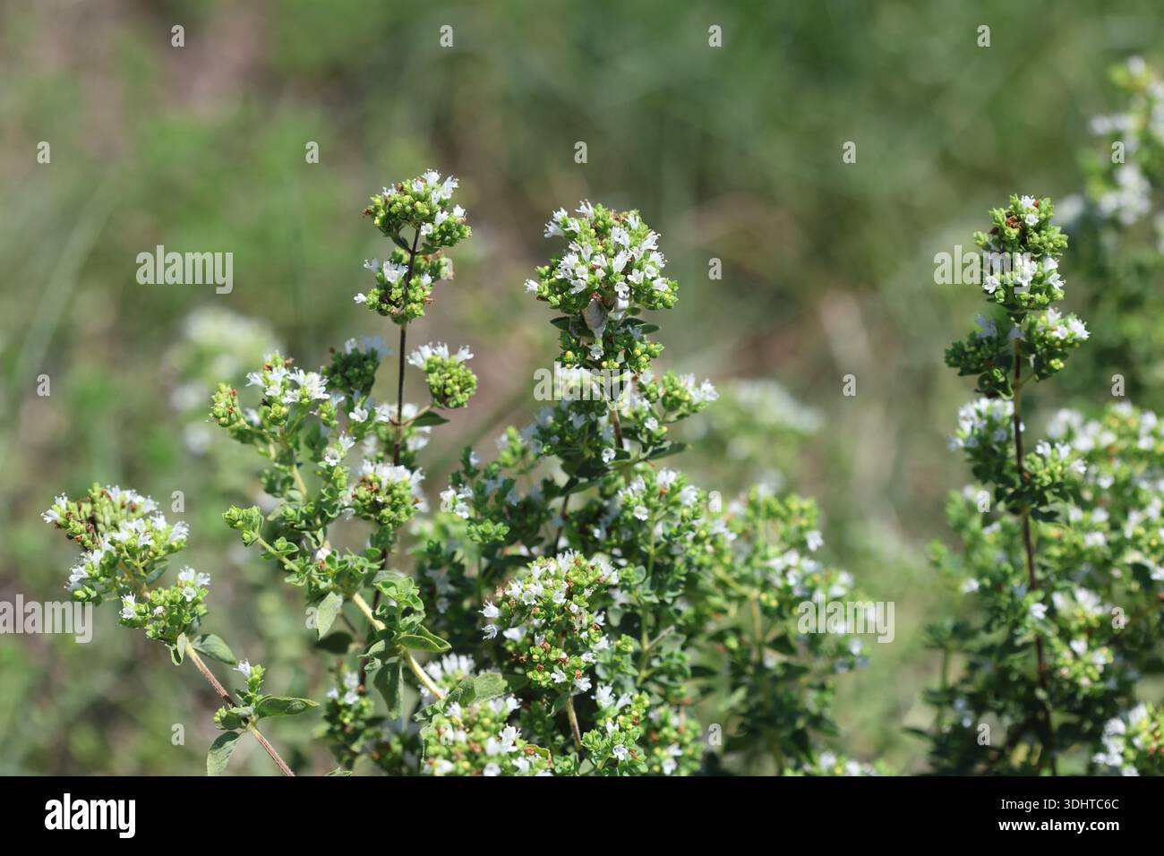Fleurs et feuilles d'Origanum vulgare, aussi appelée marjolaine sauvage (famille des Lamiaceae) Banque D'Images