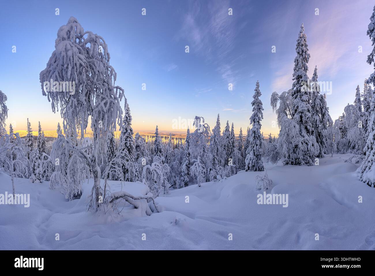 Vue sur un paradis hivernal serein où les arbres chargés de neige se taisent sous un ciel pastel, créant une scène à couper le souffle de la beauté arctique, Laponie, Fi Banque D'Images