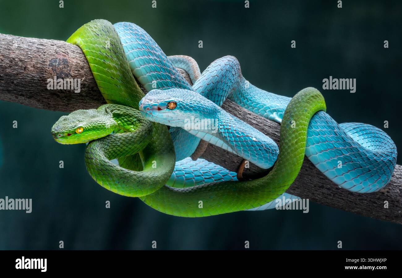 Vue de serpents vert émeraude et bleu vif entrelacés sur une branche, écailles chatoyantes sur un fond sombre, Batam, Batam, Indonésie. Banque D'Images