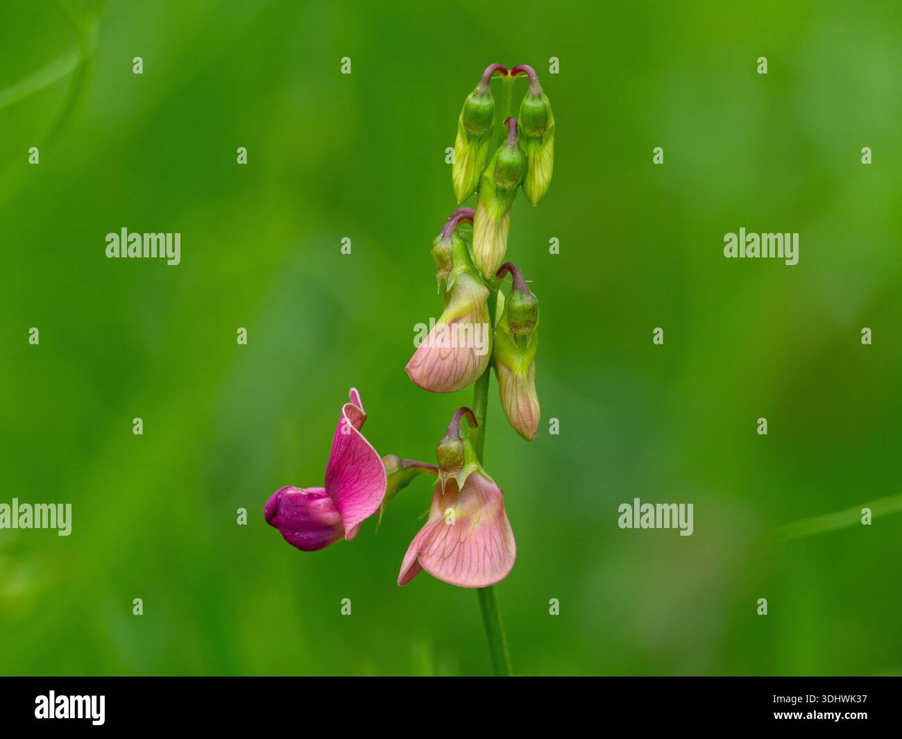 Lathyrus latifolius, pois à feuilles larges, à côté d'un sentier pédestre, réserve naturelle nationale de Shapwick Heath, marais d'Avalon, niveaux de Somerset et Maures, Banque D'Images