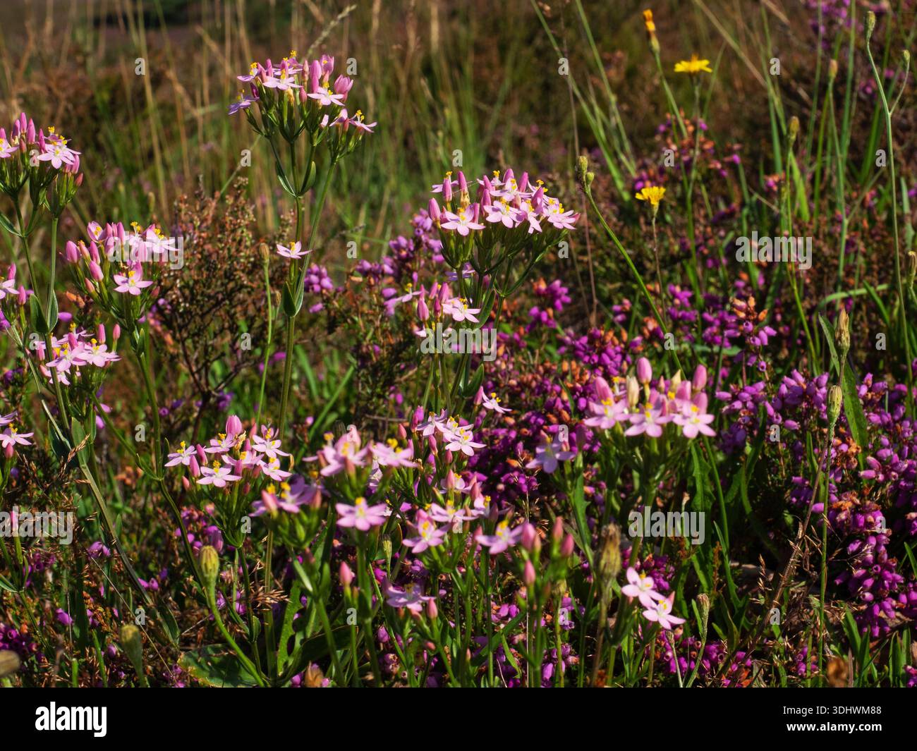 Centaurie commune Centaurium erythraea et bruyère de Bell Erica cinerea sur les landes, réserve RSPB d'Arne, péninsule d'Arne, île de Purbeck, Dorset, Angleterre, Banque D'Images