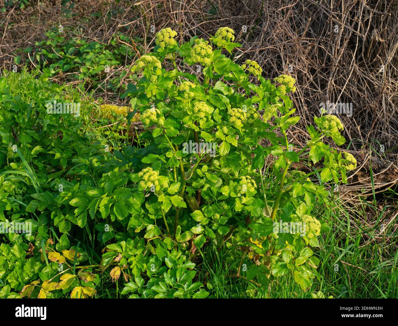 Alexanders Smyrnium olusatrum pousse sur la rive du bord de la route, Dorset, Angleterre, Royaume-Uni Banque D'Images