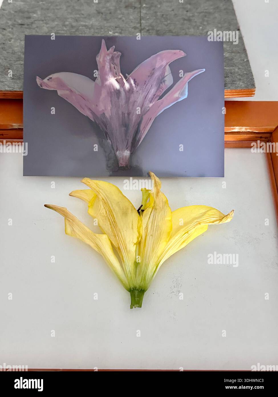 Nature morte botanique conceptuelle avec fleur de lis et image imprimée, impression Lumen - Image de stock capturée avec un smartphone