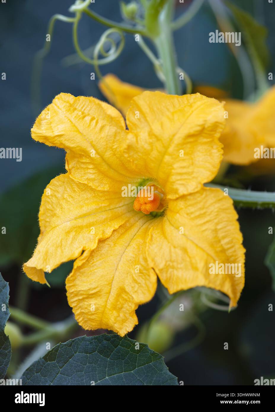 Fleur femelle de la plante de courgette coréenne "Aehobak" (Cucurbita moschata), montrant les détails fins de sa structure Banque D'Images