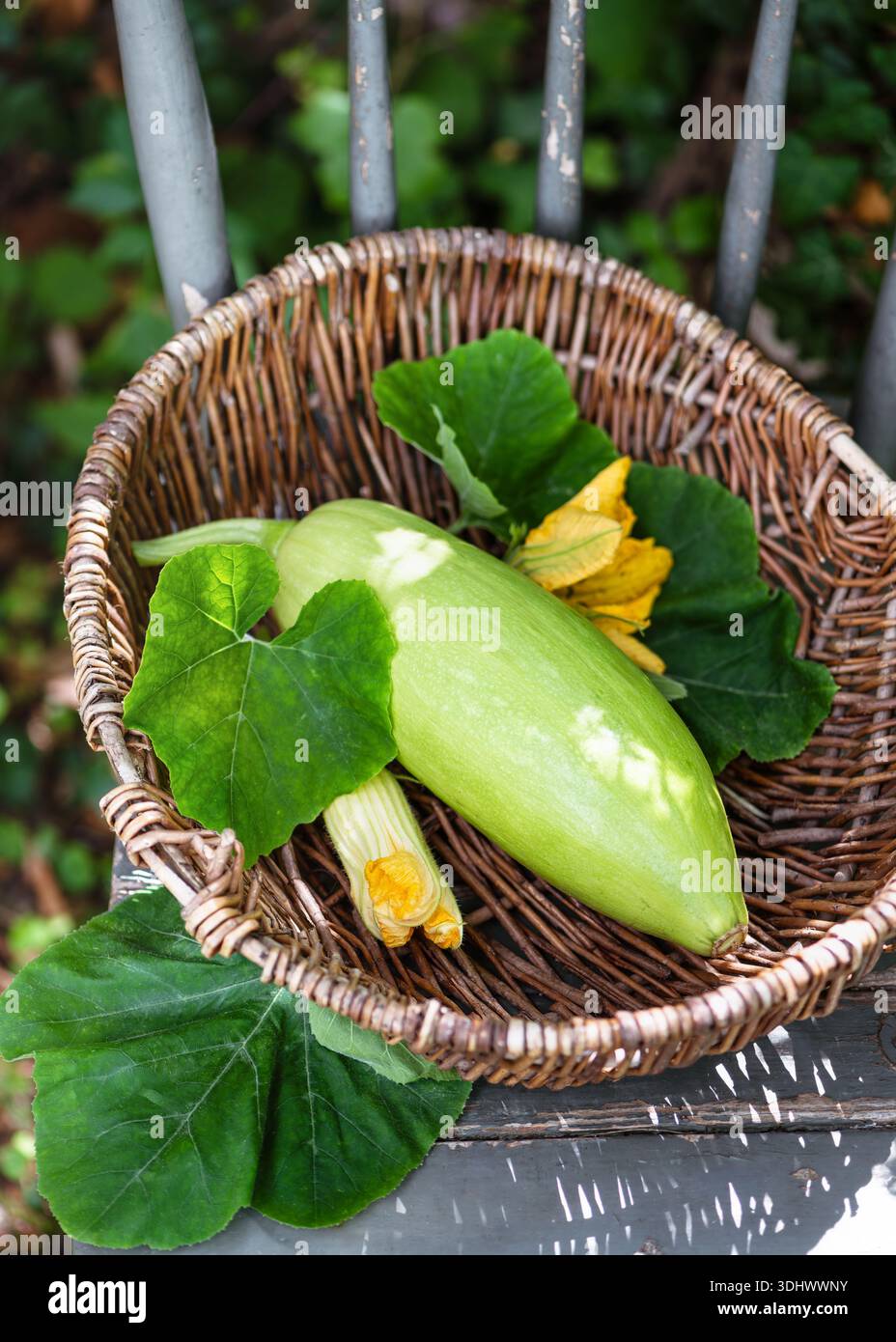 Zucchini coréen frais "Aehobak" (Cucurbita moschata) dans un panier en rotin tissé, avec des feuilles vertes et des fleurs jaunes, récolté dans un jardin privé. Banque D'Images