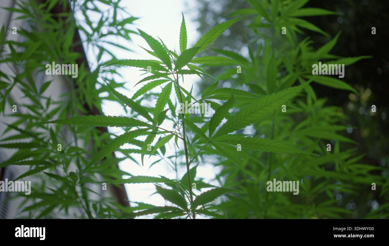 Plante de marijuana avec des feuilles dentelées atteignant le ciel à côté d'une fenêtre de bâtiment, des tiges minces et un feuillage en couches ; croissance sereine. Banque D'Images