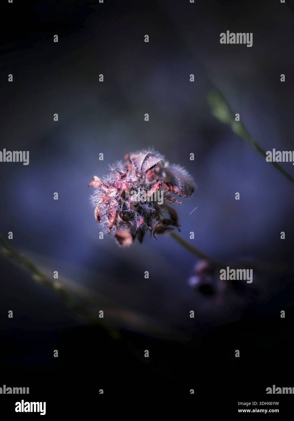 Plante sauvage séchée poussant naturellement dans la campagne grecque. Photographie botanique artistique en gros plan capturant la beauté des fleurs sauvages grecques indigènes. Banque D'Images