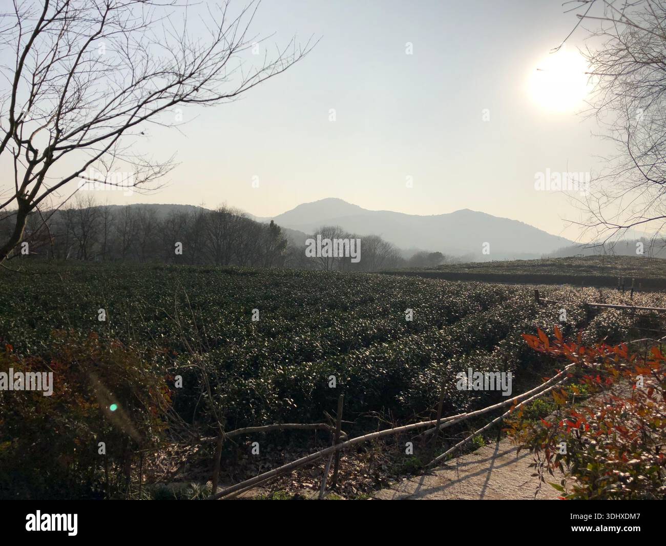 Plantation de thé ensoleillée avec montagnes lointaines - Image de stock capturée avec un smartphone