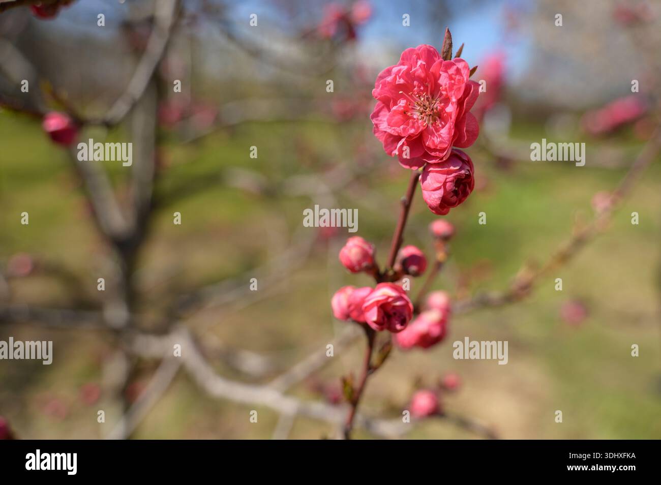 Fleurs de cerisier roses fleurissant sur une branche mince avec un fond vert flou. Concept de réveil printanier, beauté naturelle délicate et botani frais Banque D'Images