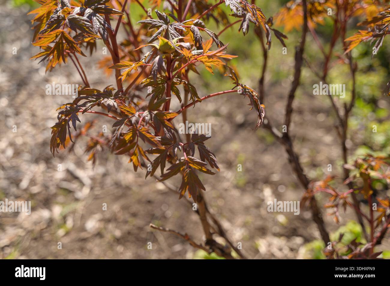 Bourgeon de Paeonia suffruticosa émergeant sur une branche pendant une journée de printemps brillante. Concept de vitalité florale, beauté horticole, et éveil naturel pour Banque D'Images