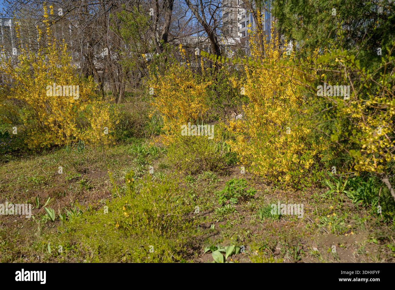 Buissons de forsythia jaunes fleurissant dans un parc de la ville de printemps avec des arbres et des bâtiments. Concept de nature urbaine, croissance saisonnière des jardins et beauté botanique Banque D'Images