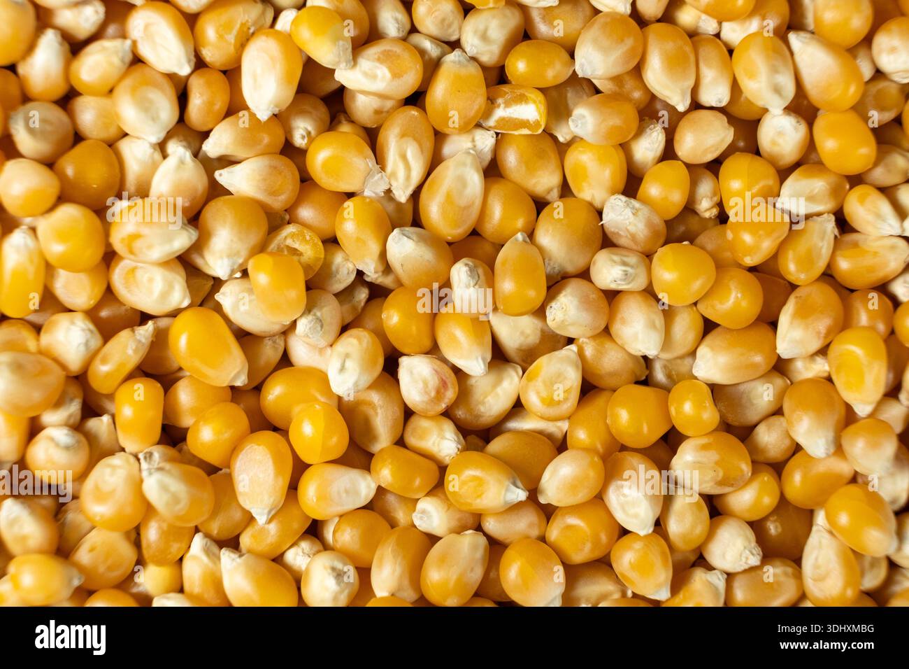 Vue de dessus d'un tas de grains de maïs dorés pour pop-corn. Banque D'Images