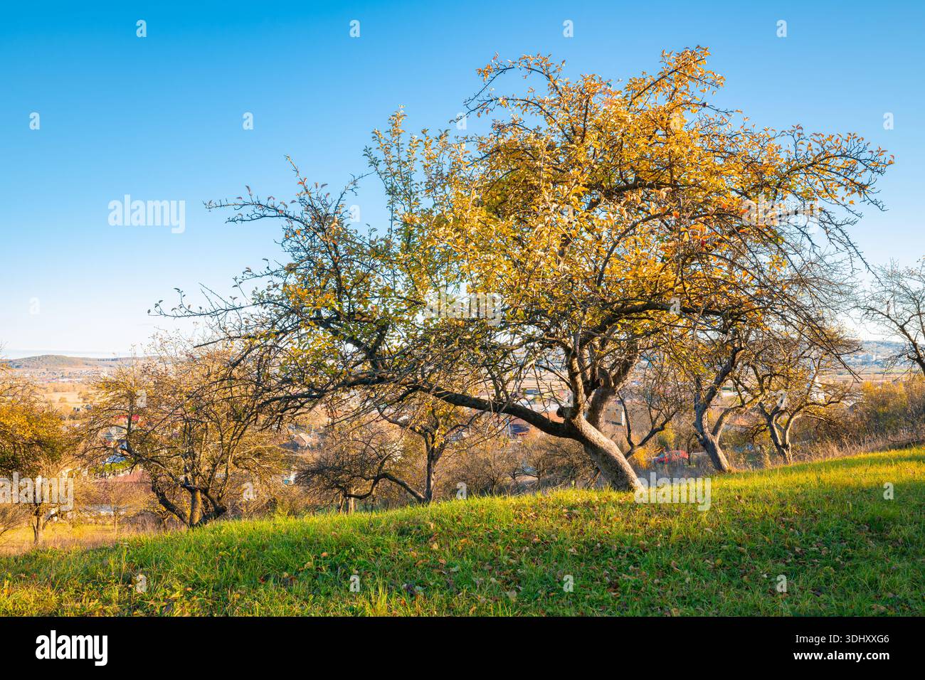 Verger d'automne ensoleillé sur une colline vallonnée en Transylvanie, Roumanie Banque D'Images