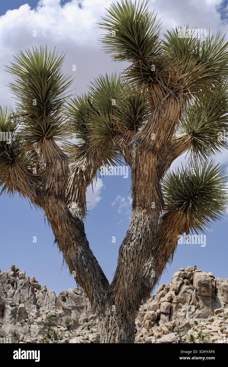 Un Joshua Tree dans le Joshua Tree National Monument en Californie. Banque D'Images