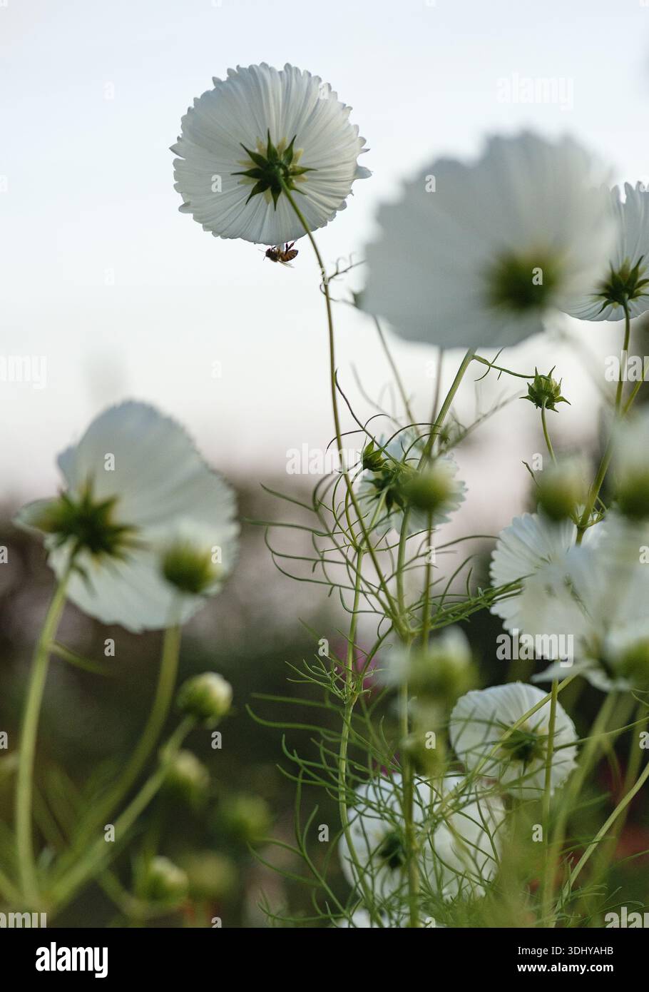 Une abeille assise sur une fleur de cosmo. Banque D'Images