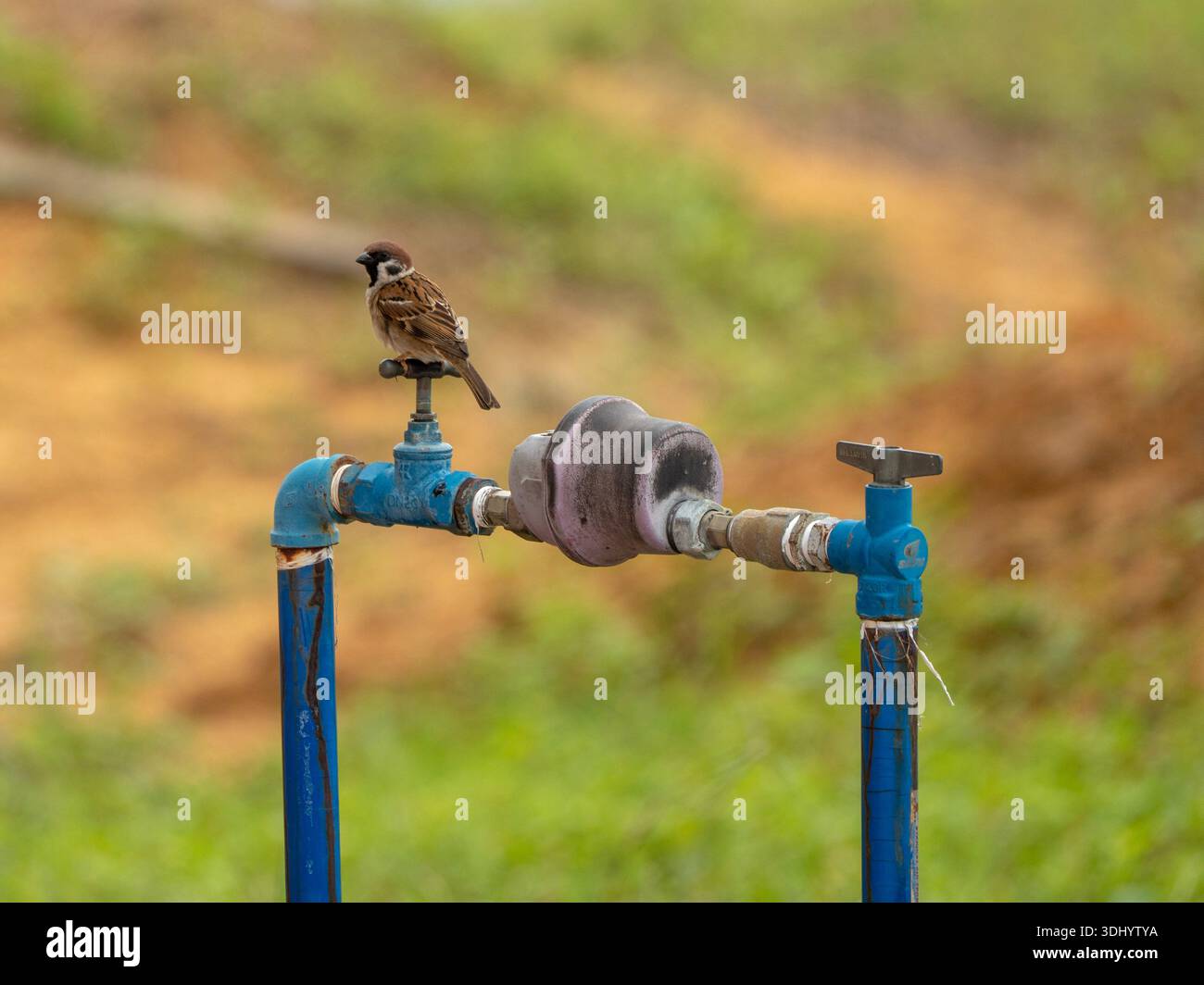 Un petit moineau d'arbre eurasien perche sur la poignée bleue d'un tuyau de compteur d'eau extérieur, placé sur un fond vert et brun doux et flou. Banque D'Images