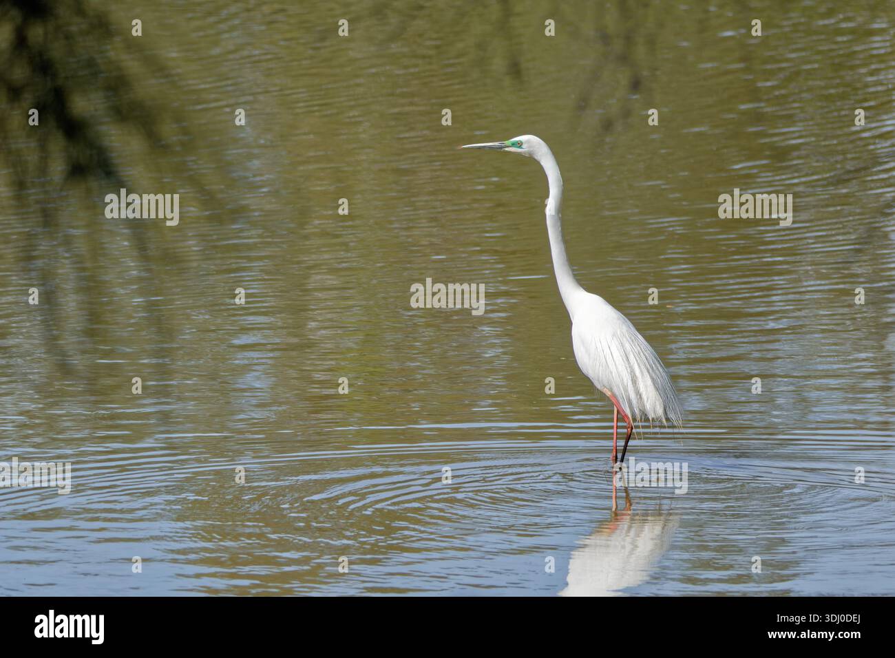 Pagayage de la Grande aigrette orientale Banque D'Images