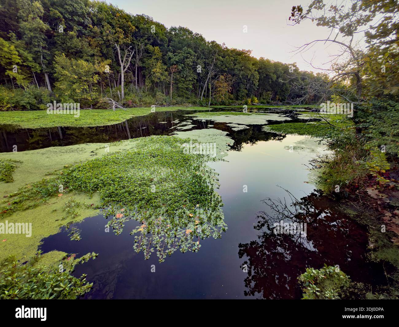 Le canal de l'Illinois et du Michigan est montré à la fin de l'été, avec de grandes populations de Duckweed indigène et de Spurge japonais non indigène couvrant une grande partie du wa Banque D'Images