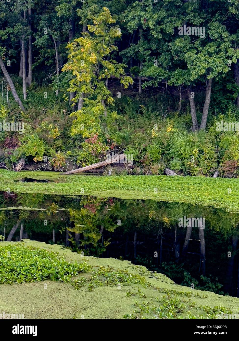 Reflets dans les eaux libres du canal de l'Ilinois et du Michigan qui ne sont pas couverts par Duckweed ou le spectacle envahissant japonais Spurge non indigène en lat Banque D'Images