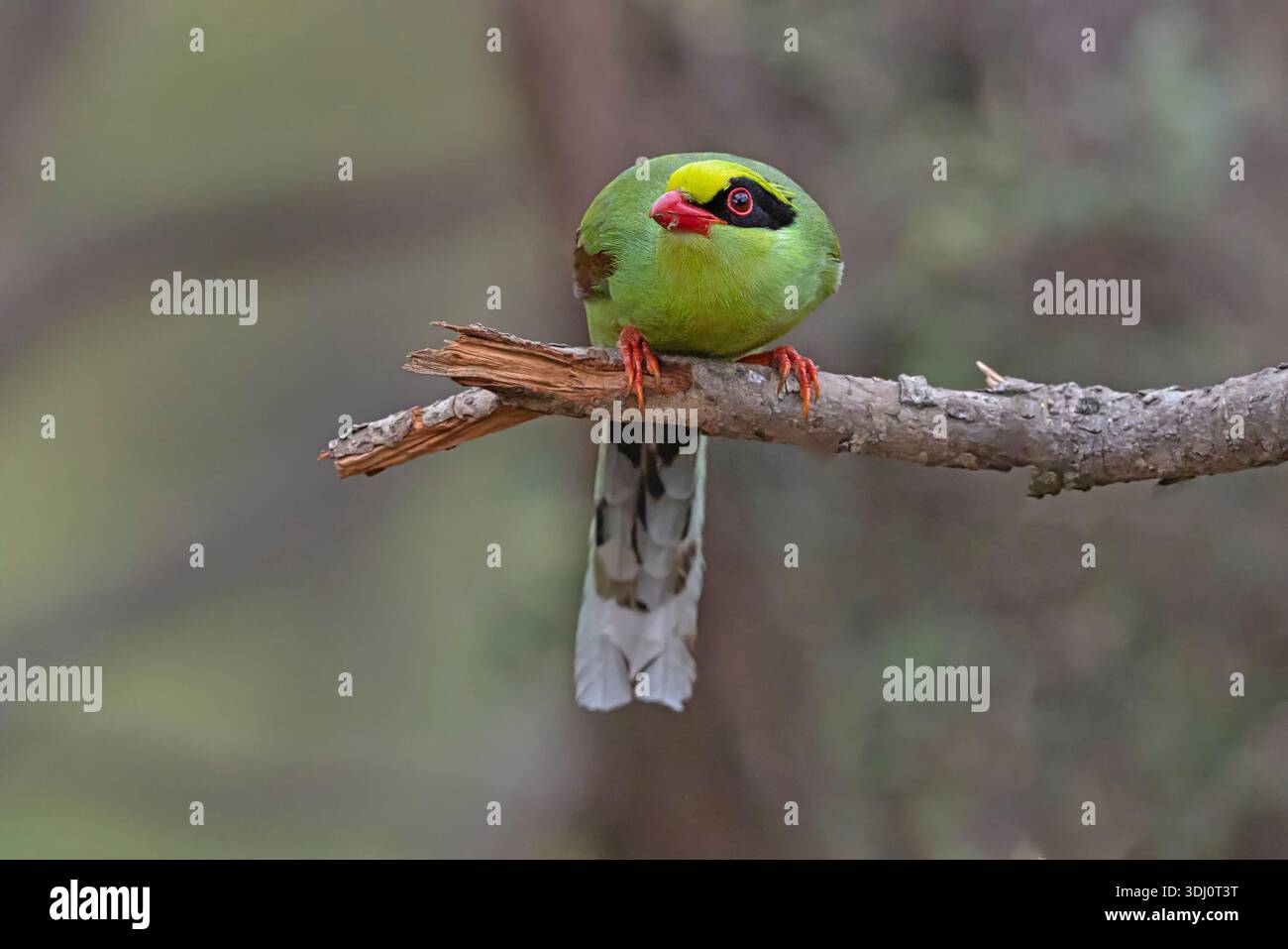 Common Green-Magpie, Sattal, Uttarkhand, Inde, janvier 2025 Banque D'Images