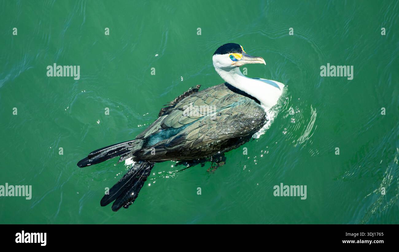 Little pied Cormorant nageant dans les eaux côtières près de Shorncliffe Pier, Queensland, Australie Banque D'Images