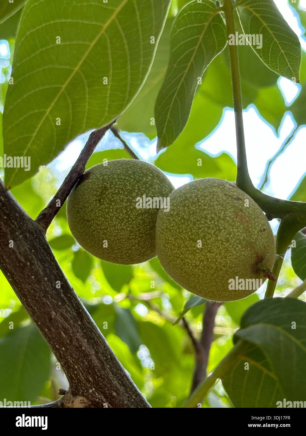 Jeunes fruits verts de noix sur une branche d'arbre en été, province du Gansu en Chine Banque D'Images