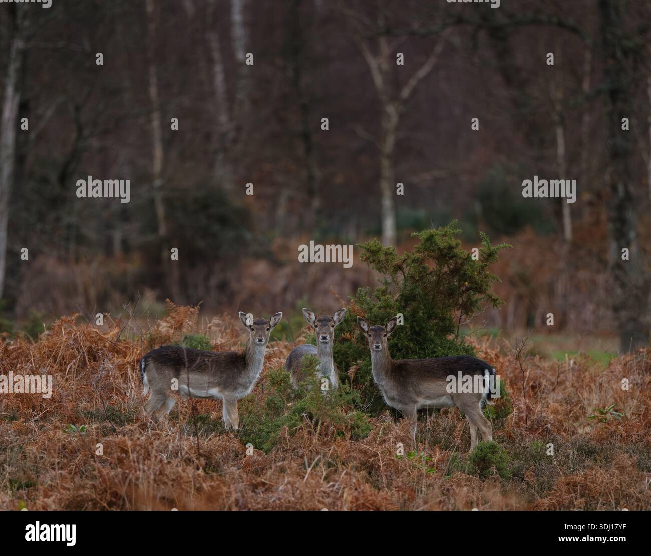 Trois cerfs sauvages qui cherchent à photographier sur les landes dans le New Forest Hampshire Angleterre. Banque D'Images