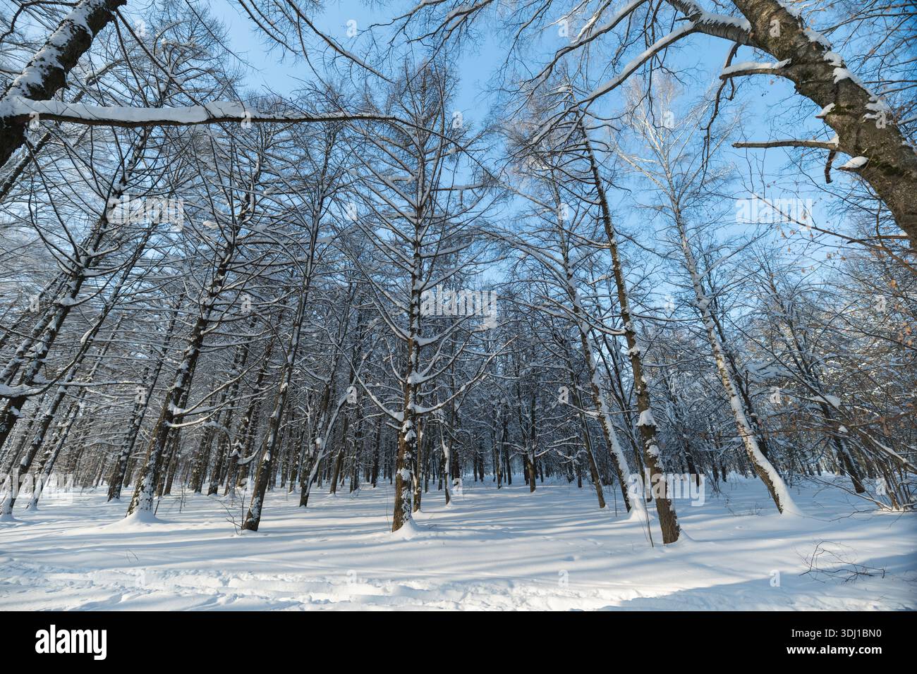 Bosquet de bouleaux ensoleillé sous le ciel clair, couverture de neige molle, longues ombres d'arbres s'étendant sur la poudre ininterrompue, atmosphère fraîche croustillante, givre étincelante sur Br Banque D'Images