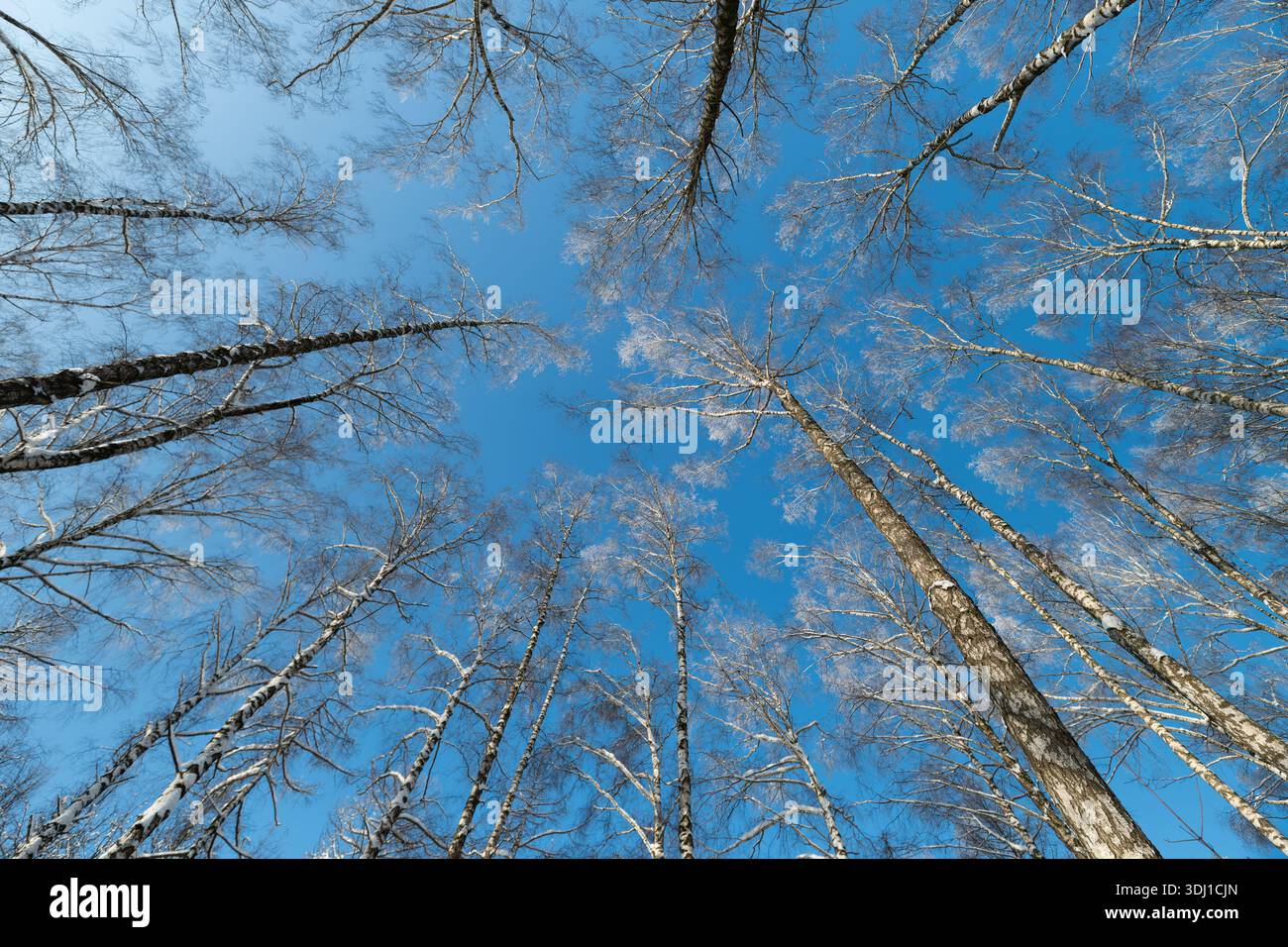 Canopée de bouleau ensoleillée avec de la neige étincelante. De longues ombres se projettent sur la neige fraîche, une lumière chaude créant un contraste éclatant avec le ciel bleu, invitant à l'extérieur Banque D'Images