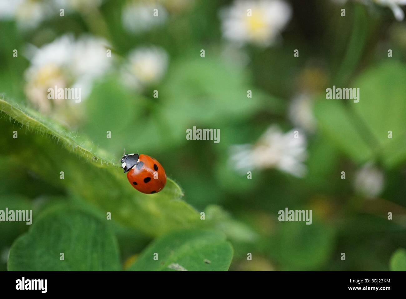 Coccinelle sur une feuille Banque D'Images