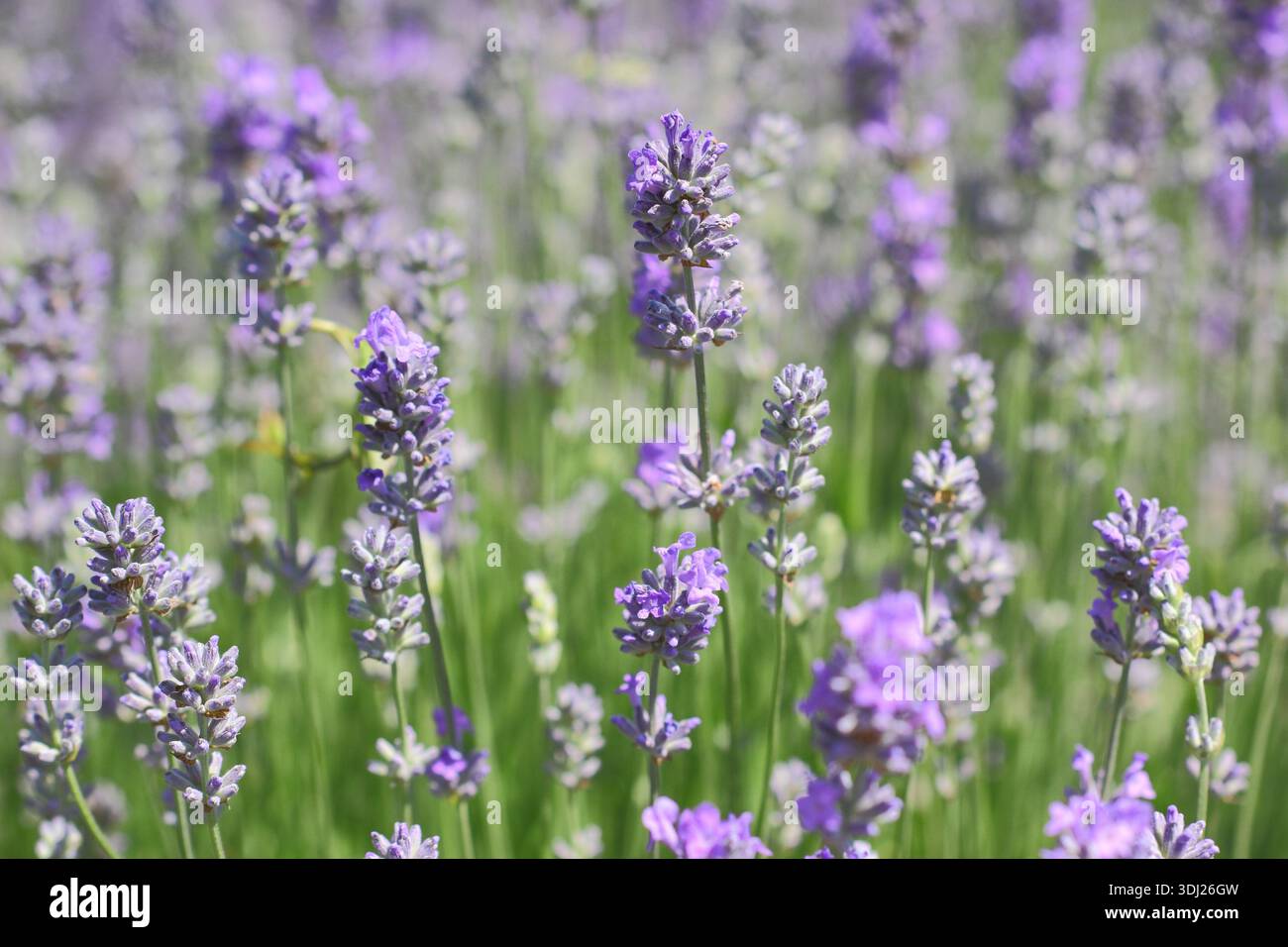 Lavande anglaise, Lavandula angustifolia 'Cedar Blue' portant des pointes distinctives de petites fleurs violettes pâles fortement parfumées sur des tiges gris vert Banque D'Images