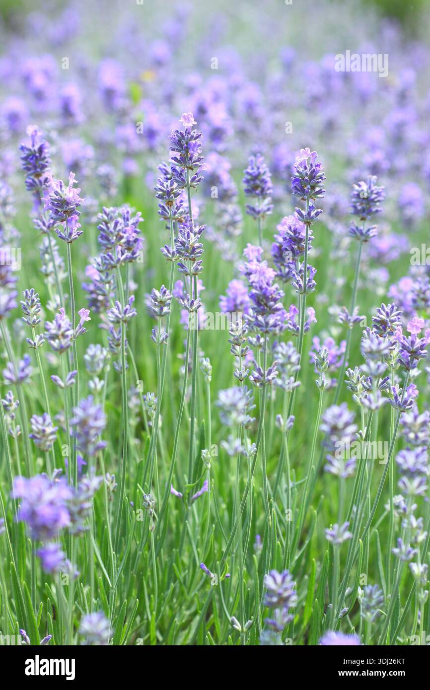 Lavande anglaise. Lavendua.Lavendula angustifolia Twickel Purple, plante de lavande anglaise très parfumée, poussant en été. Détail du champ de lavande britannique Banque D'Images