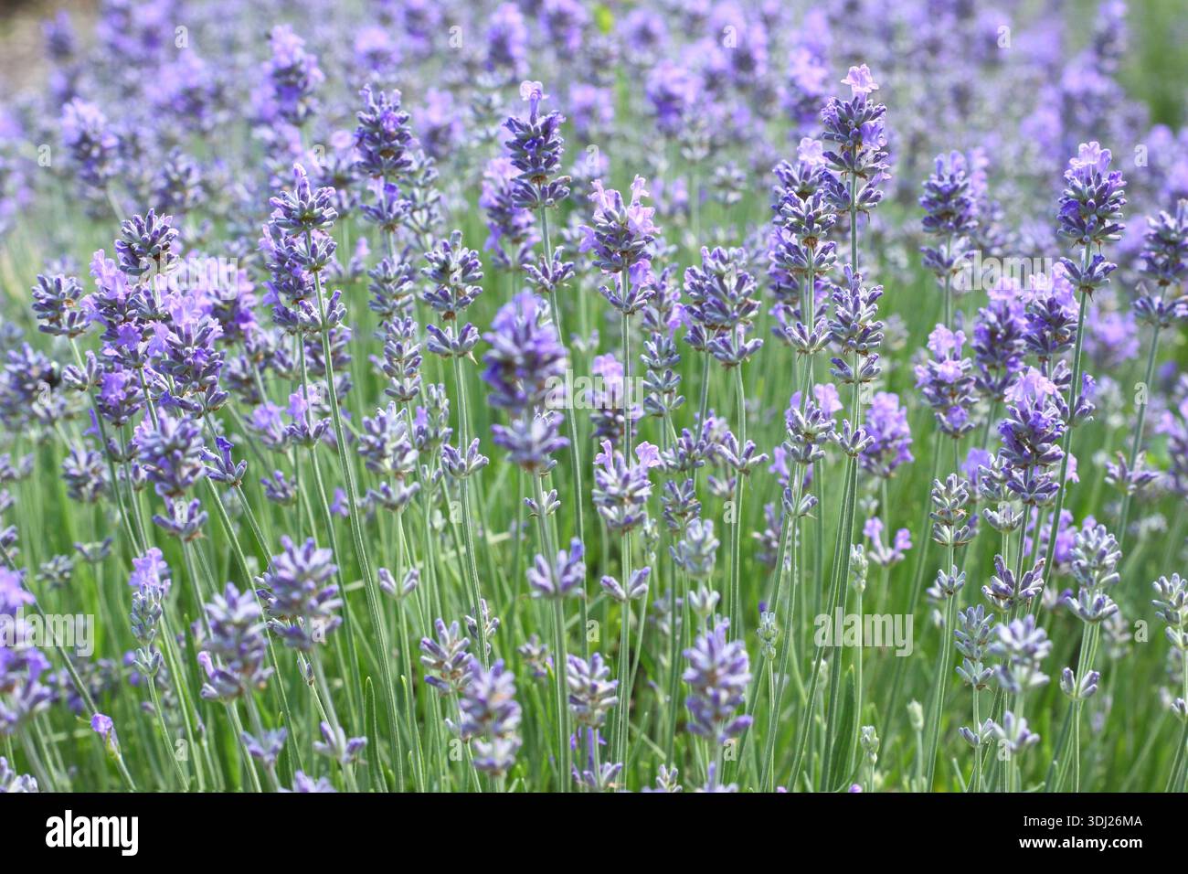 Lavande anglaise. Lavendua.Lavendula angustifolia Twickel Purple, plante de lavande anglaise très parfumée, poussant en été. Détail du champ de lavande britannique Banque D'Images