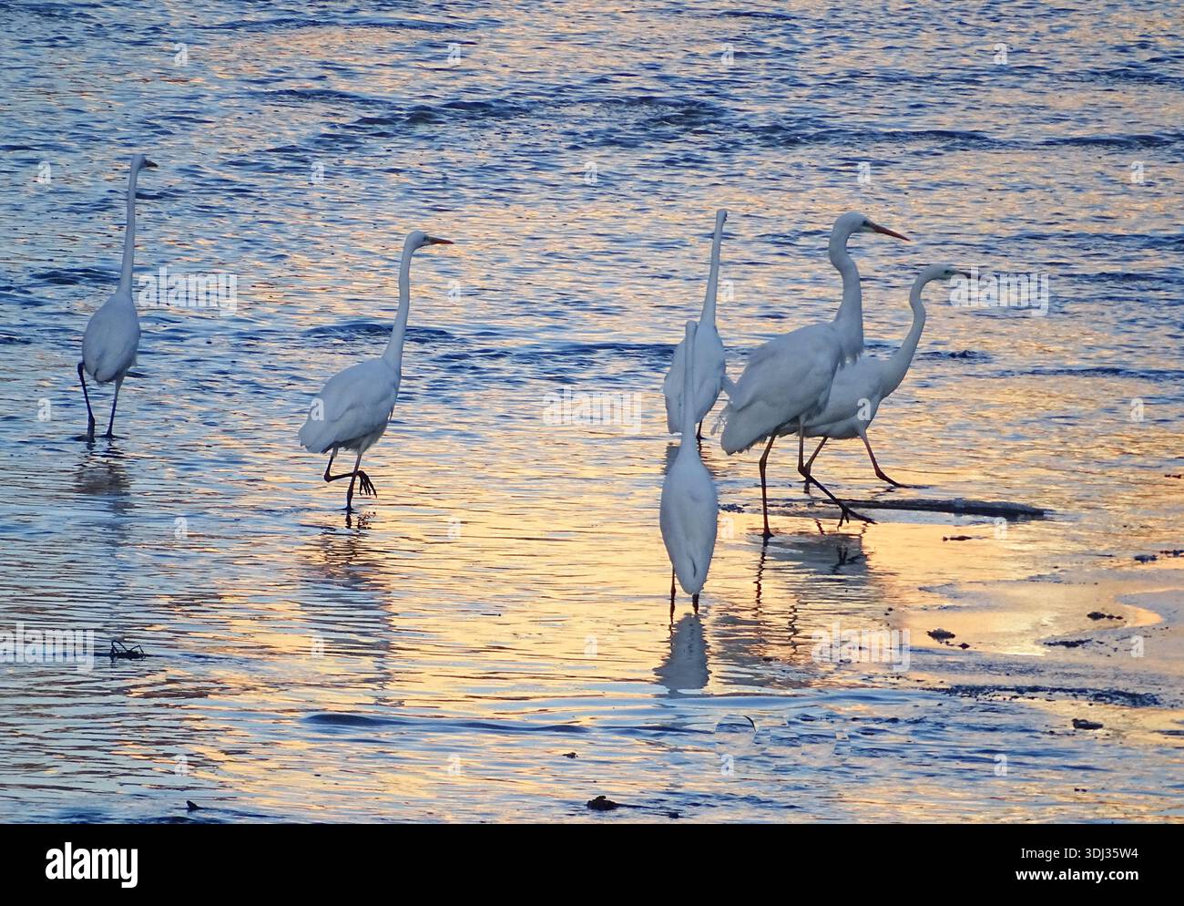 Groupe de grandes aigrettes (Ardea alba) sur l'eau. Dans la ville de Baia Mare, Roumanie Banque D'Images