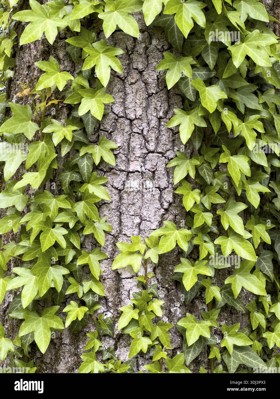 Fond, le lierre envahit l'écorce d'arbre Banque D'Images
