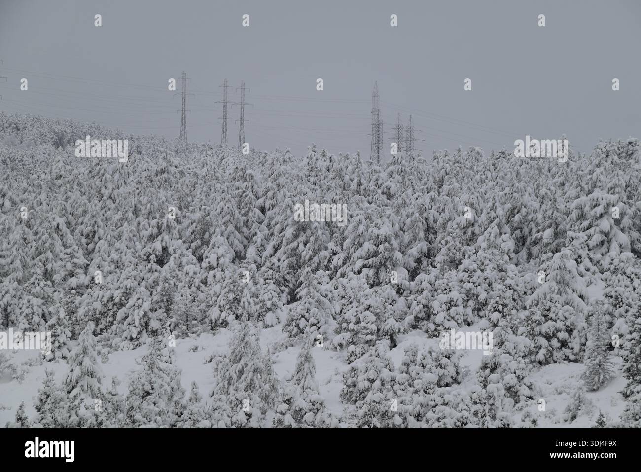 Forêt couverte de neige avec des lignes électriques en arrière-plan. Banque D'Images