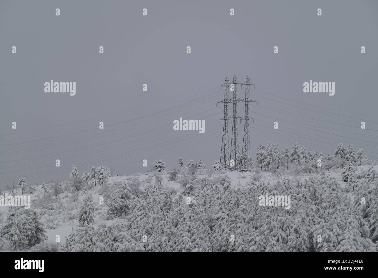 Forêt couverte de neige avec des lignes électriques en arrière-plan. Banque D'Images