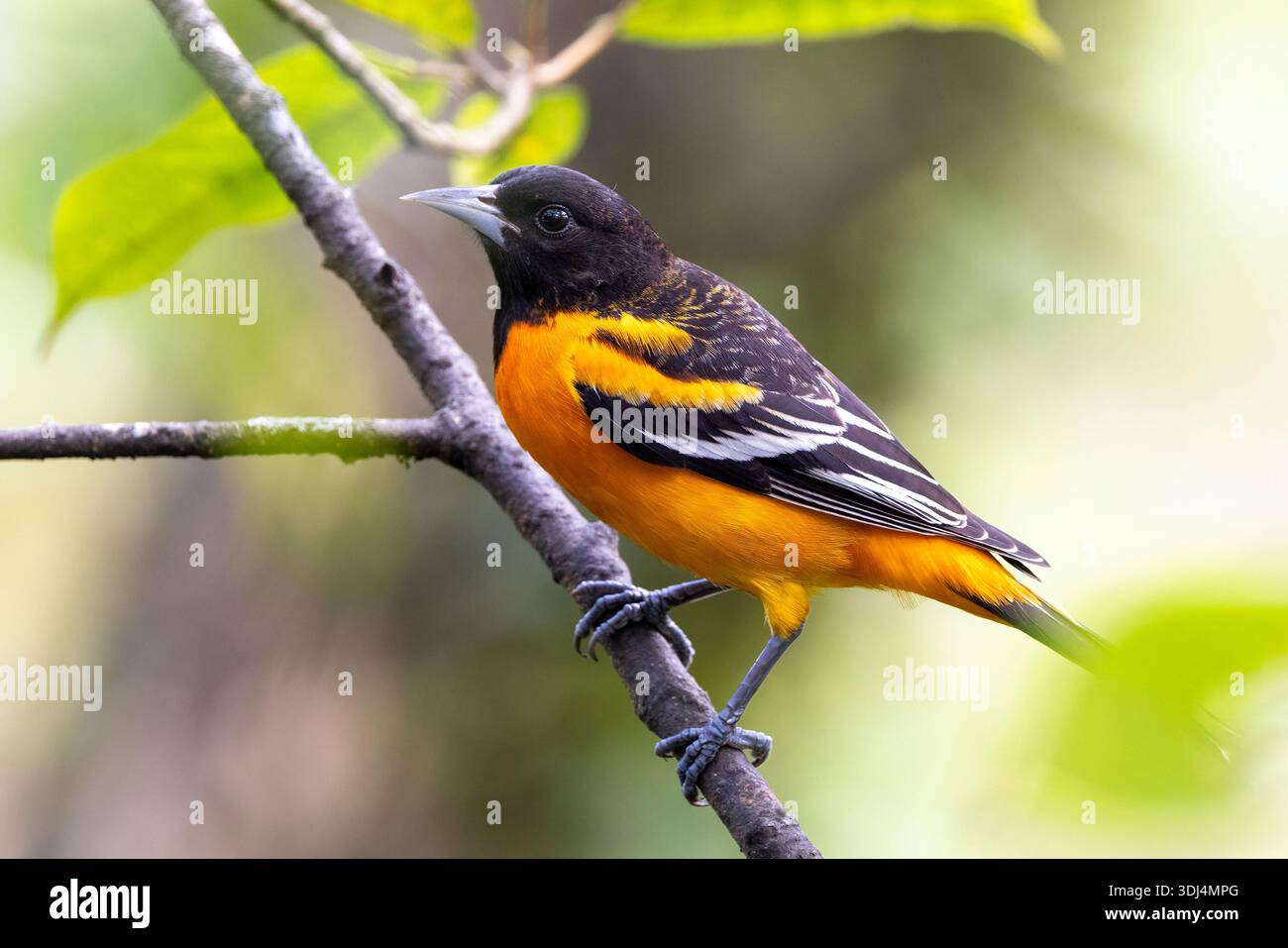 Baltimore oriole (icterus galbula) male - Soda y Mirador Cinchona, province d'Alajuela, Costa Rica Banque D'Images