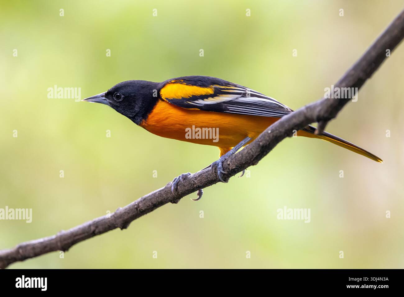 Baltimore oriole (icterus galbula) male - Soda y Mirador Cinchona, province d'Alajuela, Costa Rica Banque D'Images