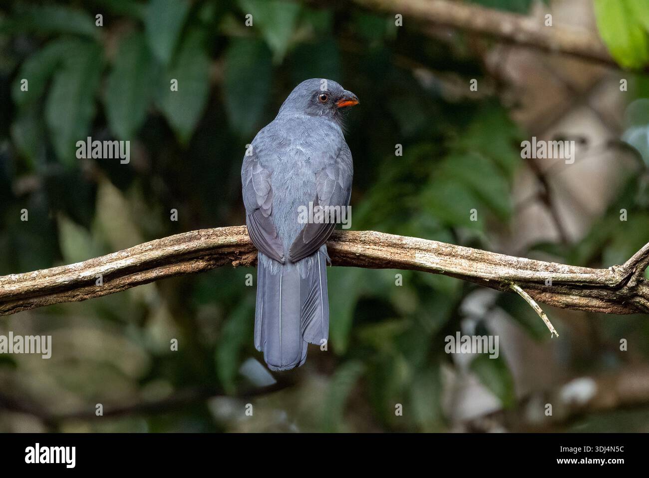 Trogon à queue slaty (Trogon massena) femelle - la Laguna del Lagarto Eco-Lodge, Boca Tapada, Costa Rica Banque D'Images