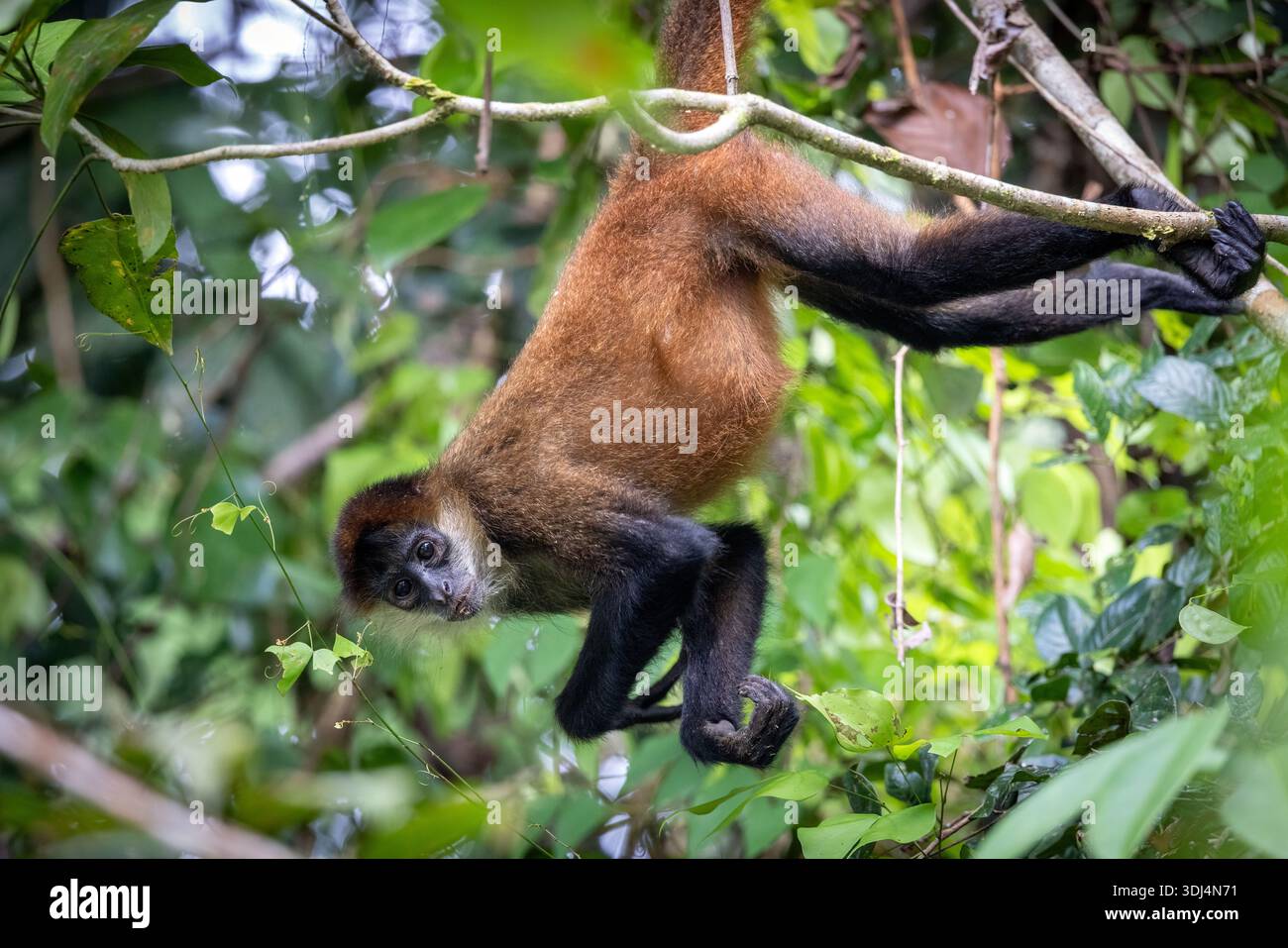 Singe araignée de Geoffroy (Ateles geoffroyi) suspendu par sa queue préhensile - la Laguna del Lagarto Eco-Lodge, Boca Tapada, Costa Rica Banque D'Images