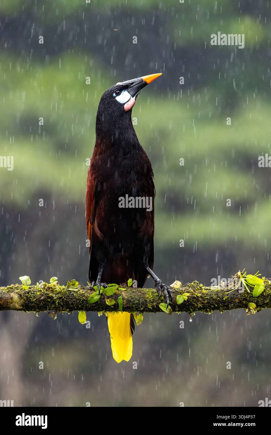Montezuma Oropendola (Psarocolius montezuma) sous la pluie - la Laguna del Lagarto Eco-Lodge, Boca Tapada, Costa Rica Banque D'Images