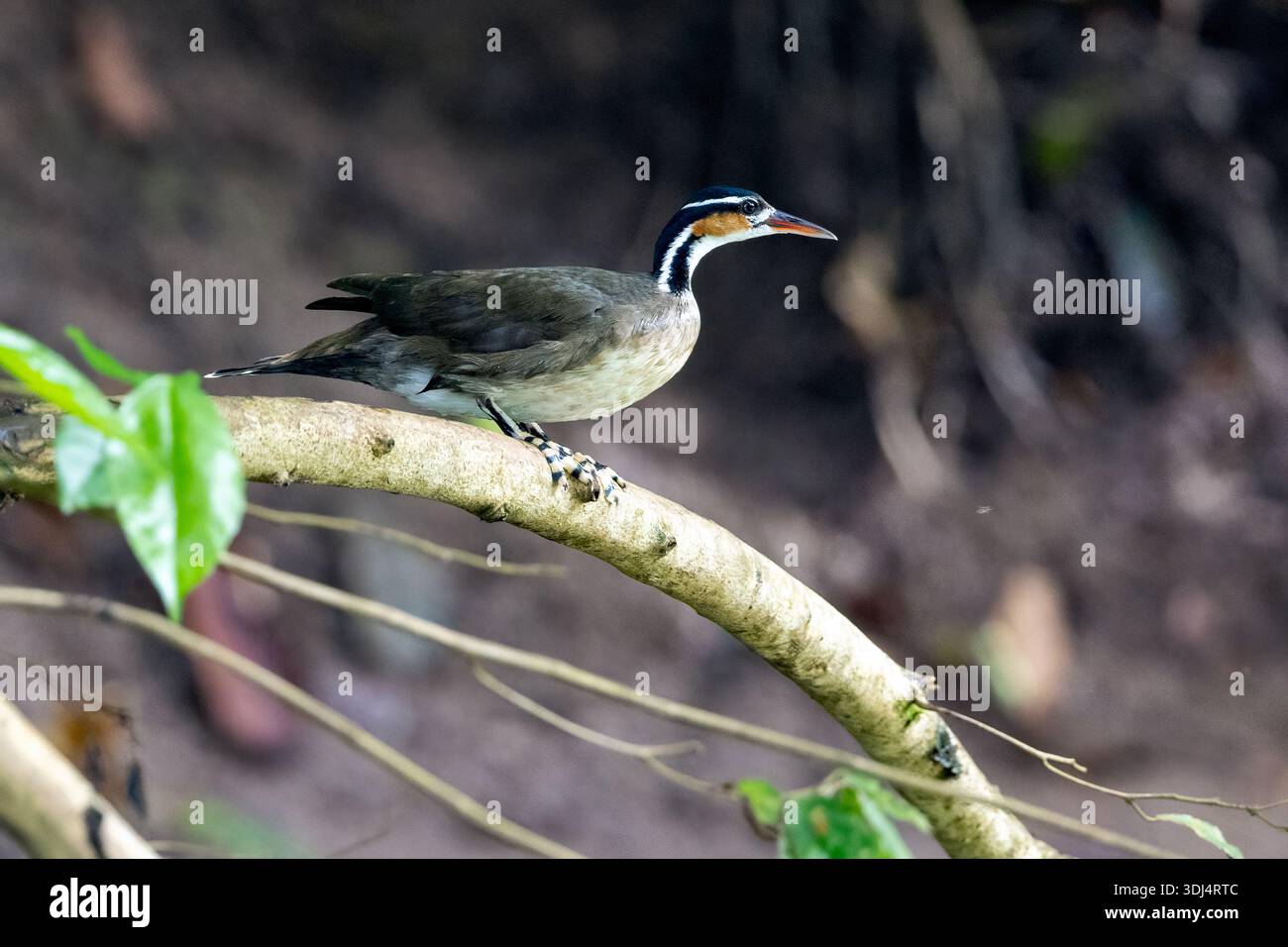 Femelle Sungrebe ou American Finfoot (Heliornis fulica) perchée montrant des pieds lobés rayés - rivière San Carlos près de Boca Tapada, Costa Rica Banque D'Images