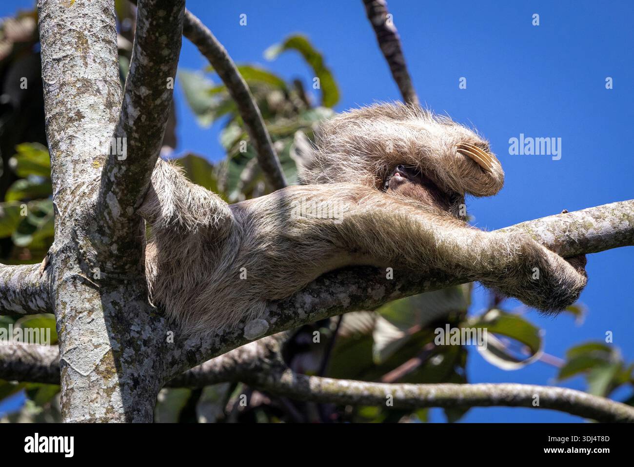 Fente à gorge brune [fente à trois doigts] (Bradypus variegatus) se relaxant avec humour au soleil - près d'Aguas Zarcas, dans la province d'Alajuela, Costa Rica Banque D'Images