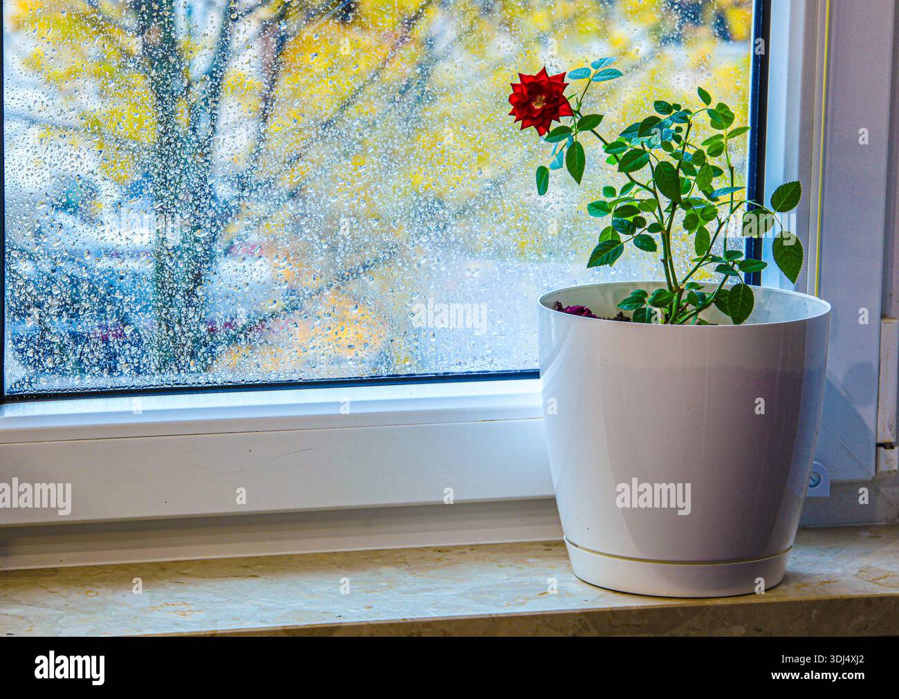 Rose miniature fleurie dans un pot blanc sur la fenêtre. Des gouttes de pluie sur le verre et une vue floue sur le jardin créent une atmosphère de calme et de chaleur Banque D'Images