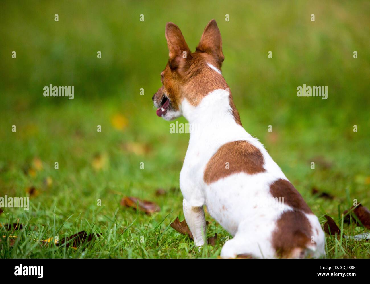 Un chien Jack Russell Terrier assis et face à la caméra Banque D'Images