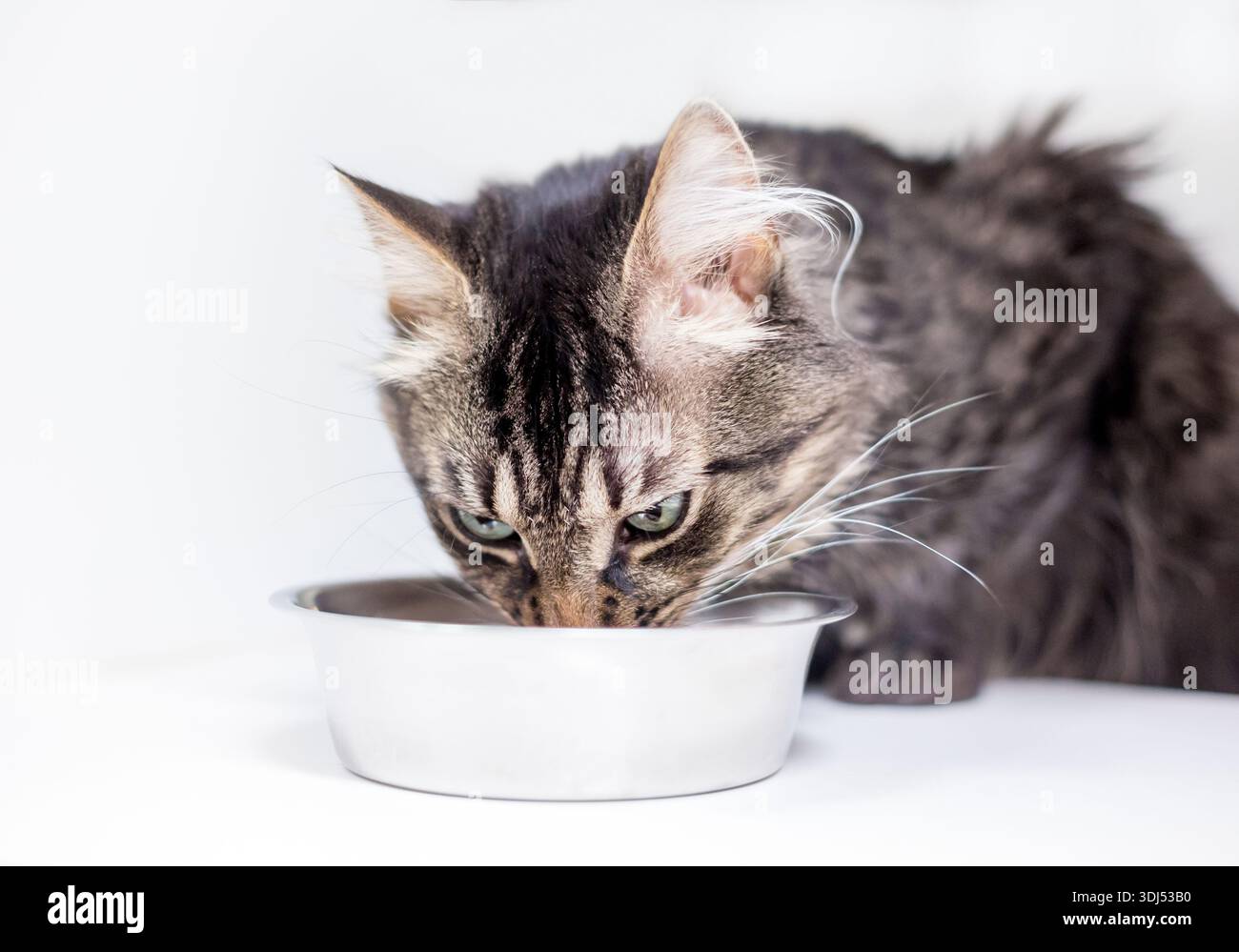 Chat tabby à poil moyen mangeant dans un plat alimentaire Banque D'Images